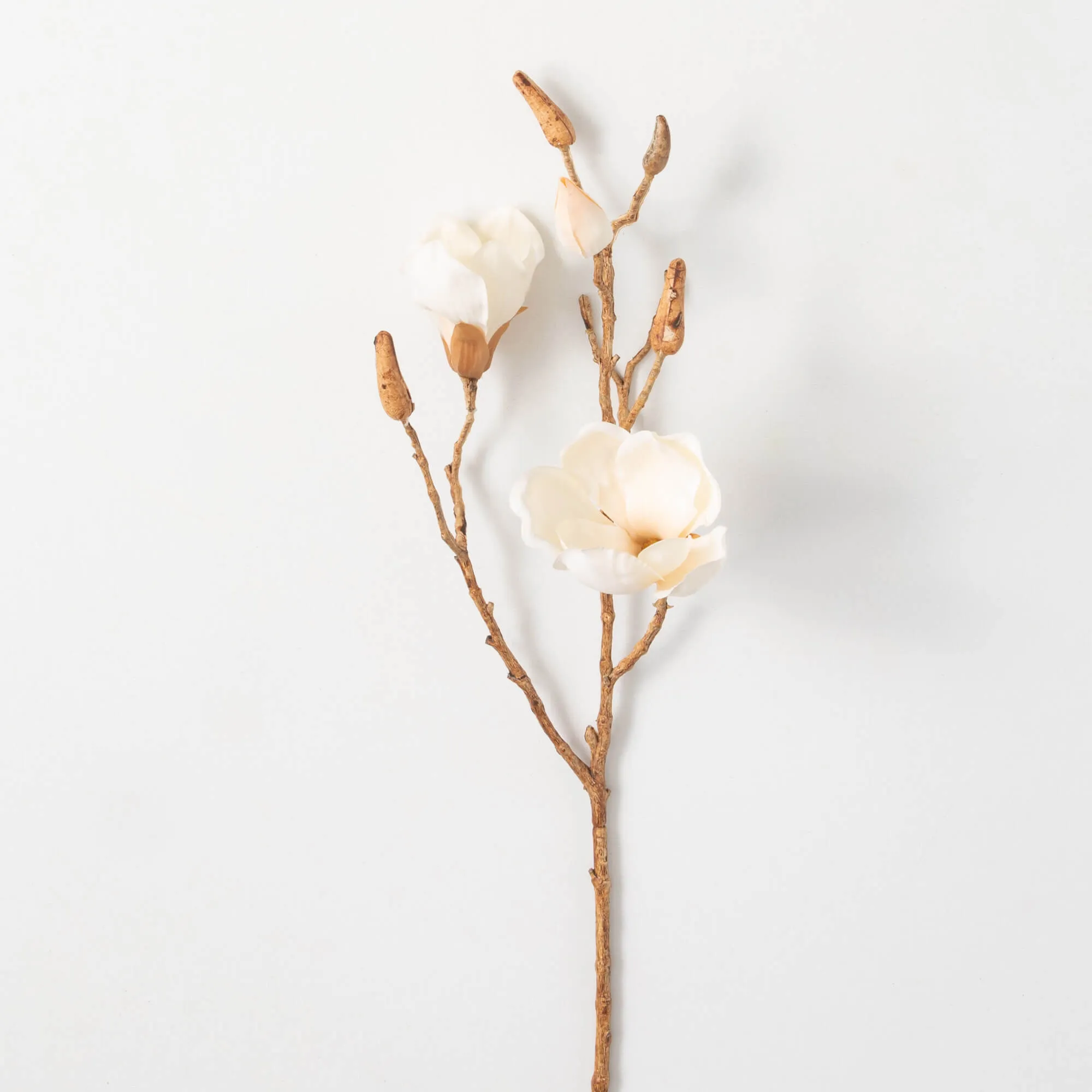 Cream Magnolia Blooming Branch
