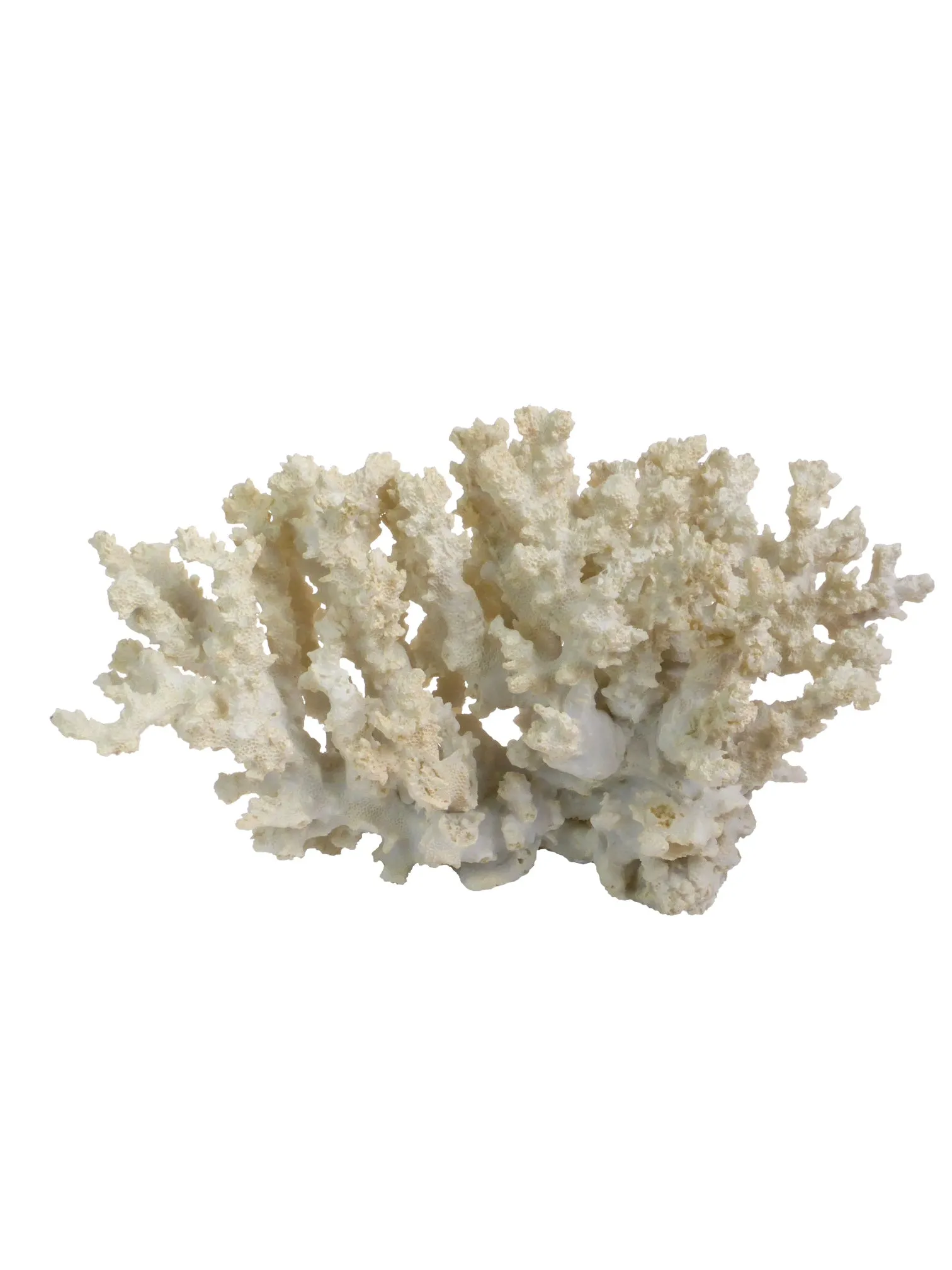 Faux Resin Large Cream Flat Coral Ornament